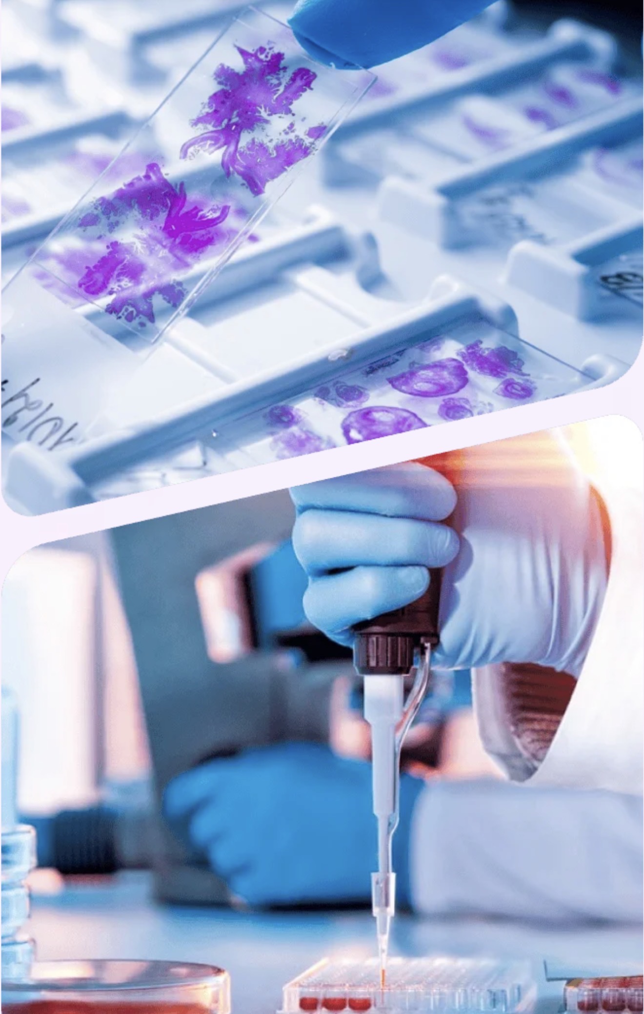 Caso de Éxito: SEO Internacional para Life Sciences